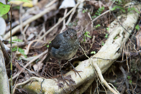 Image of North Island Robin