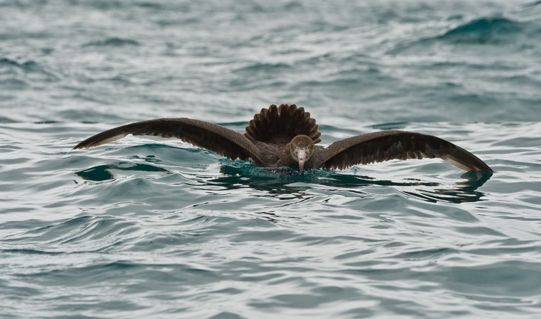 Image of Hall's Giant-Petrel