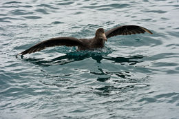 Image of Hall's Giant-Petrel