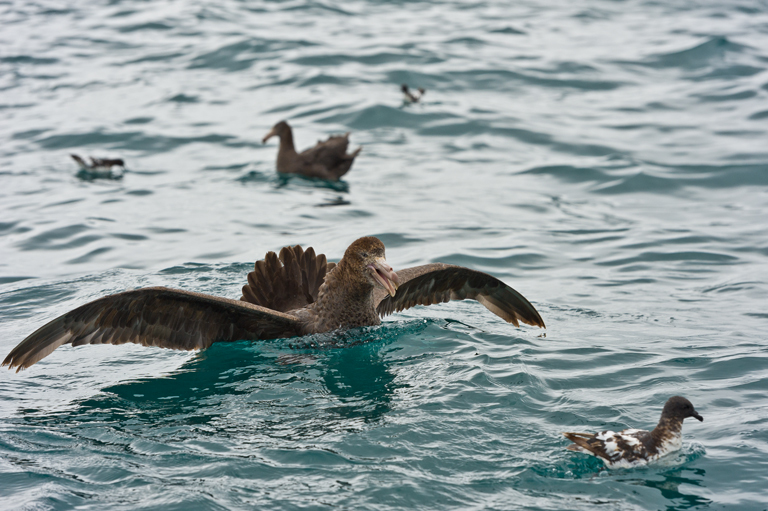 Image of Hall's Giant-Petrel