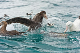 Image of Hall's Giant-Petrel