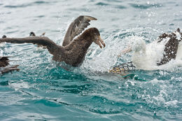 Image of Hall's Giant-Petrel