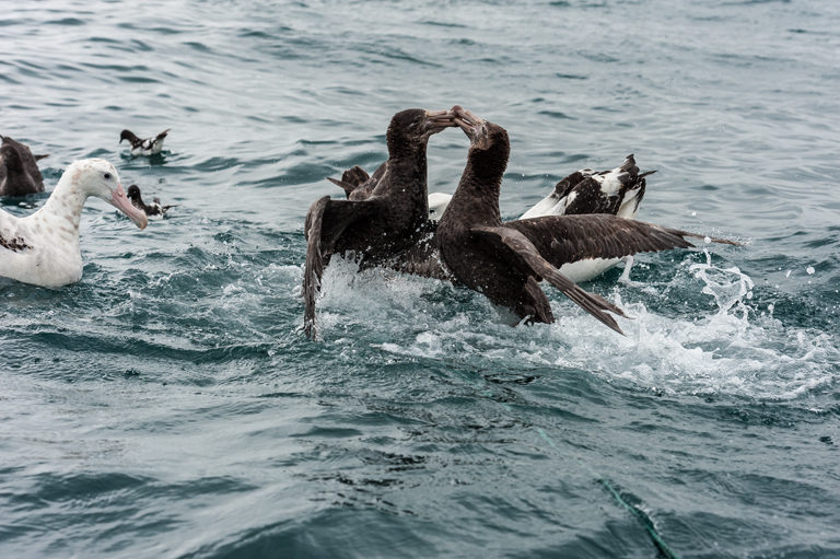 Image of Hall's Giant-Petrel