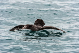 Image of Hall's Giant-Petrel