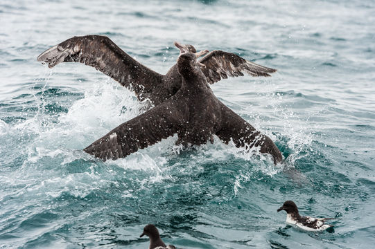 Image of Hall's Giant-Petrel