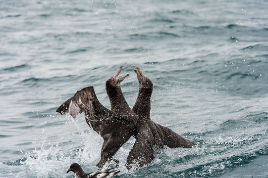 Image of Hall's Giant-Petrel