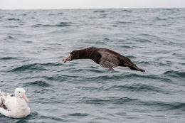 Image of Hall's Giant-Petrel