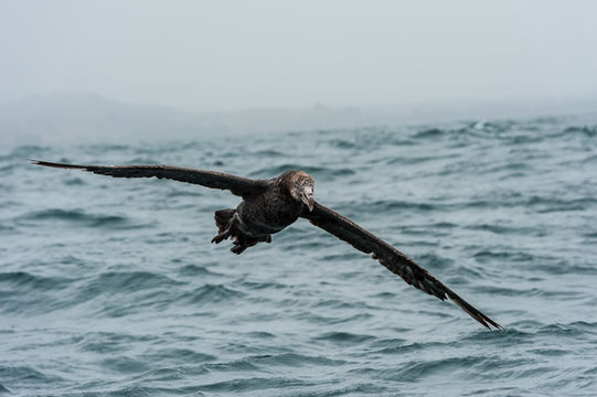 Image of Hall's Giant-Petrel