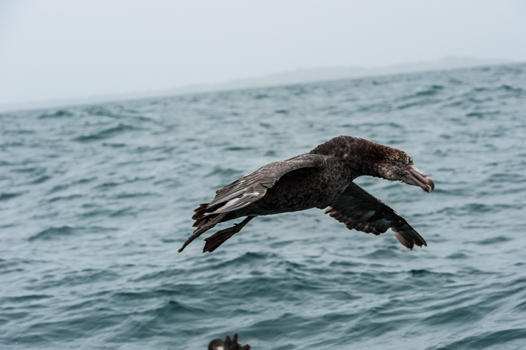 Image of Hall's Giant-Petrel