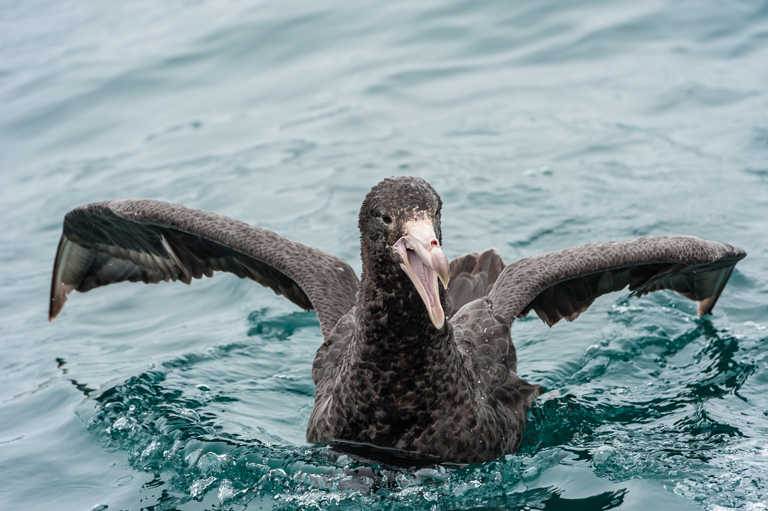 Image of Hall's Giant-Petrel