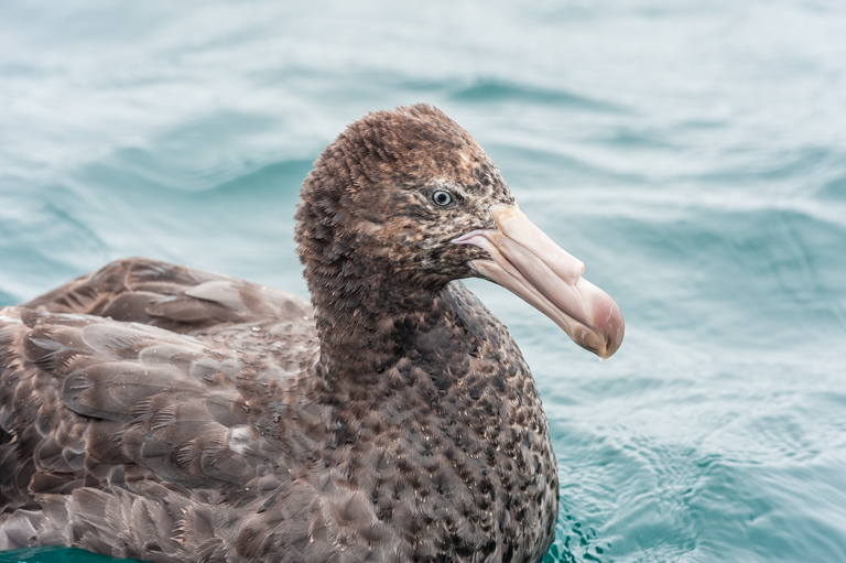 Image of Hall's Giant-Petrel