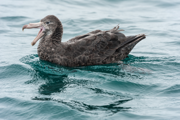 Image of Hall's Giant-Petrel