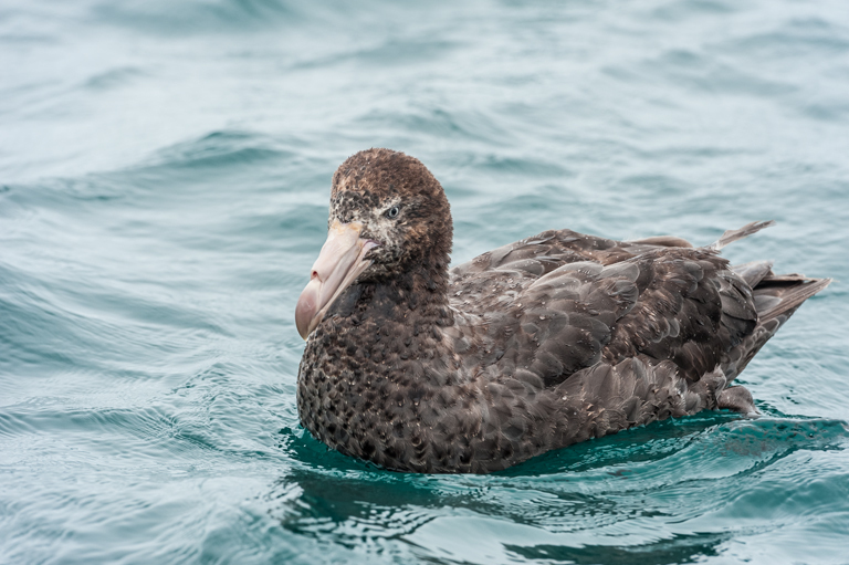 Image of Hall's Giant-Petrel