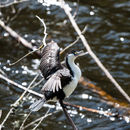 Image of Australian Pied Cormorant