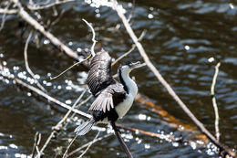 Image of Australian Pied Cormorant