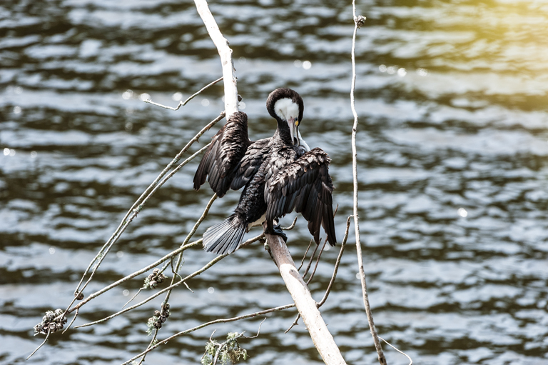 Image of Australian Pied Cormorant