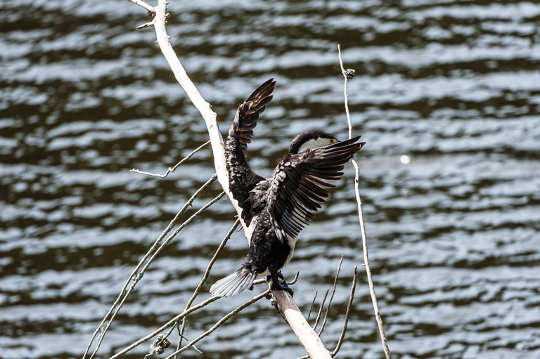 Image of Australian Pied Cormorant