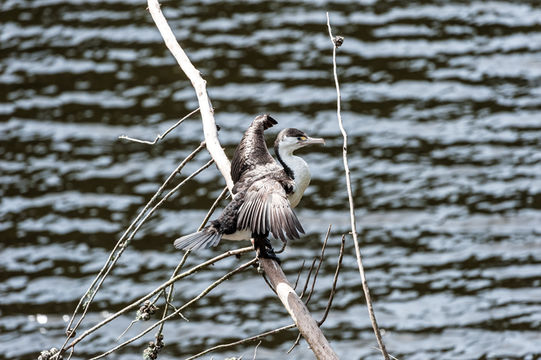 Image of Australian Pied Cormorant