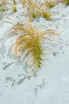 Image of Ficinia spiralis (A. Rich.) Muasya & de Lange