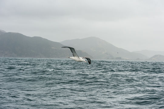 Image of Wandering albatross