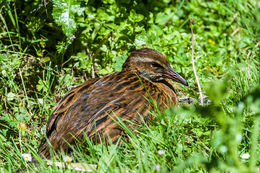 Image of Weka