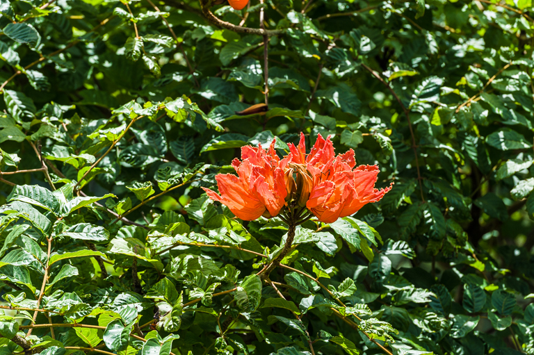 Plancia ëd Spathodea campanulata Beauv.