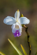 Image of Bamboo Orchid