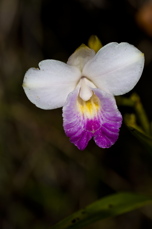 Image of Bamboo Orchid