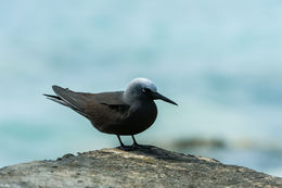 Image of Black Noddy