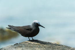 Image of Black Noddy