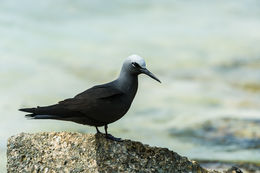 Image of Black Noddy