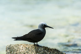 Image of Black Noddy