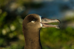 Image of Black-footed Albatross