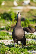 Image of Black-footed Albatross