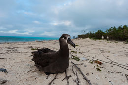 Image of Black-footed Albatross