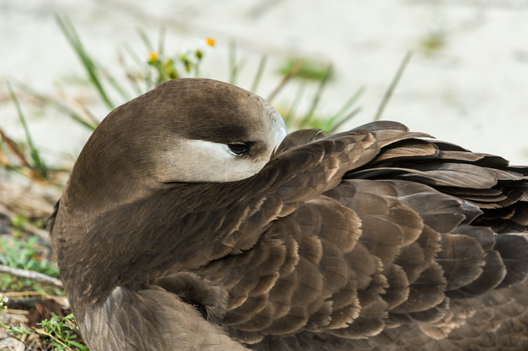 Image of Black-footed Albatross