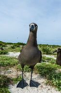 Image of Black-footed Albatross