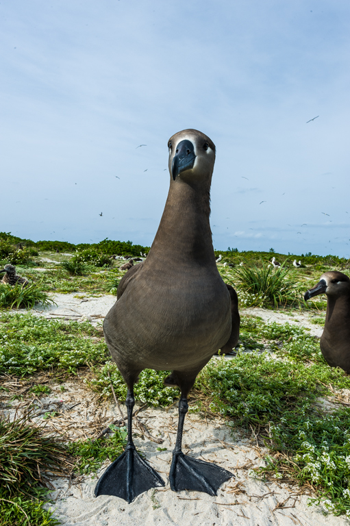 Image de Albatros à pieds noirs