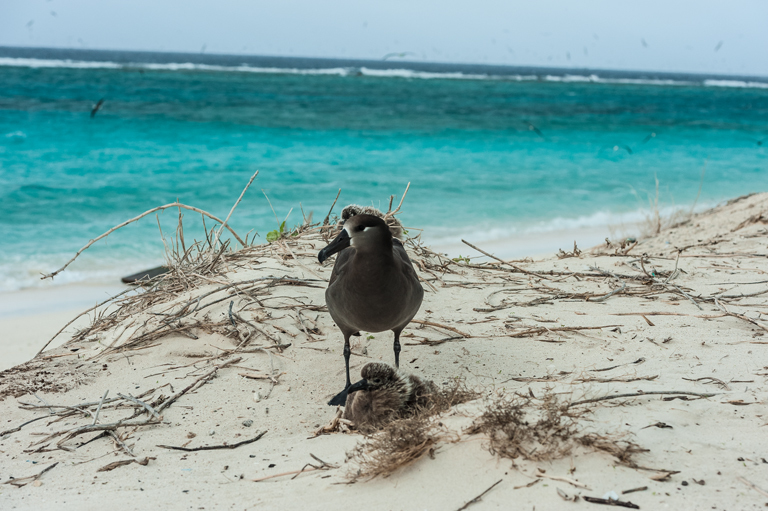 Image de Albatros à pieds noirs