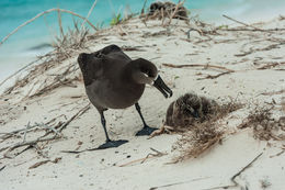 Image of Black-footed Albatross