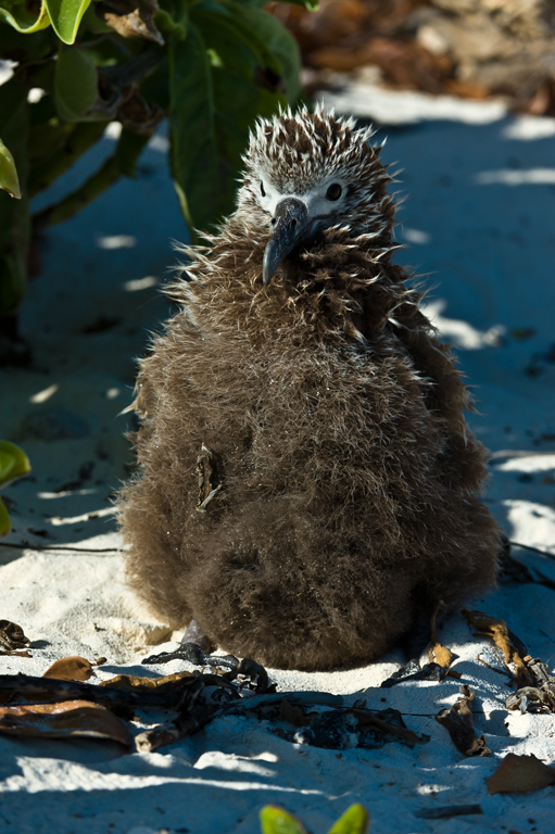 Image of Black-footed Albatross