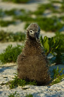 Image de Albatros à pieds noirs