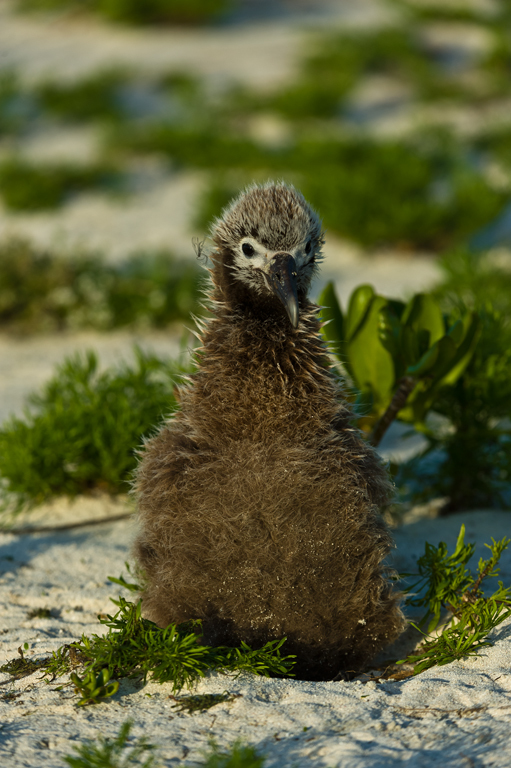 Image of Black-footed Albatross
