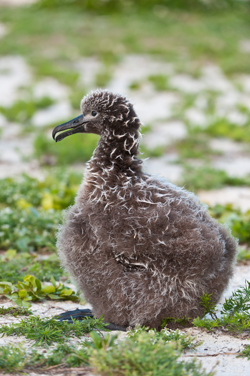 Image de Albatros à pieds noirs