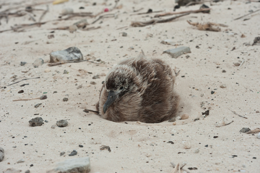 Image of Black-footed Albatross