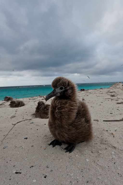 Image of Black-footed Albatross