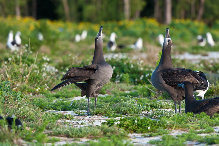 Image of Black-footed Albatross