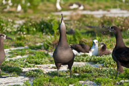 Image of Black-footed Albatross