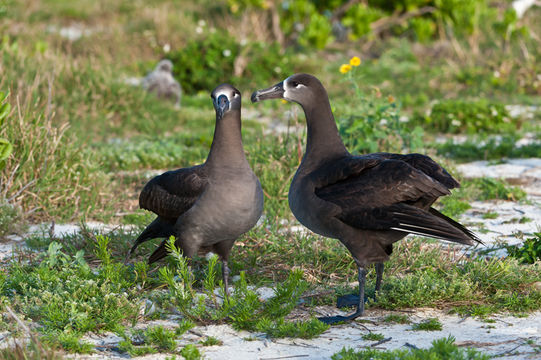 Image of Black-footed Albatross