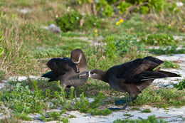 Image of Black-footed Albatross